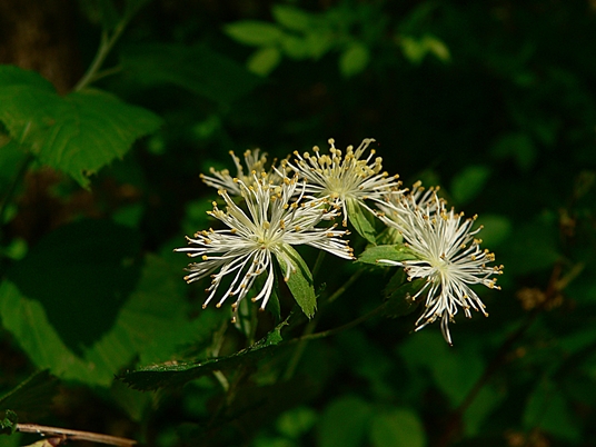 {Neviusia alabamensis}